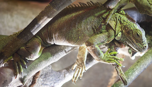 Close-up of a lizard