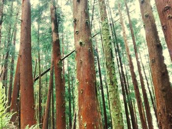 Pine trees in forest