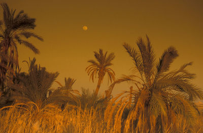 Low angle view of palm tree against sky during sunset