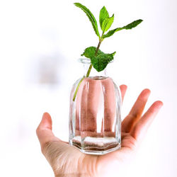 Close-up of hand holding glass against white background