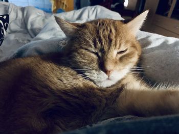 Close-up of cat sleeping on bed at home