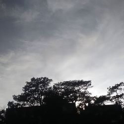 Low angle view of trees against sky