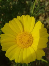 Close-up of yellow flower blooming outdoors