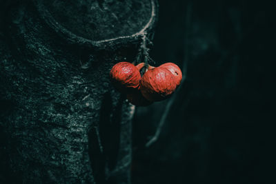 Close-up of strawberry hanging on tree trunk