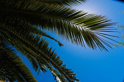 Low angle view of palm tree against blue sky