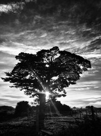 Low angle view of silhouette tree against sky