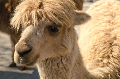 Close-up of a horse