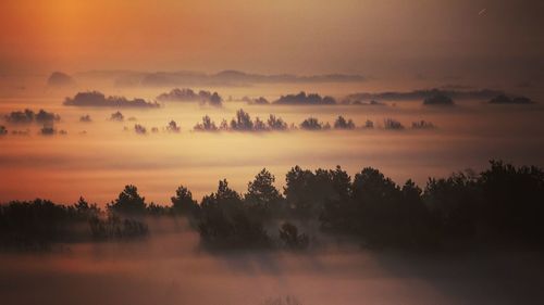 Scenic view of trees against sky during sunset