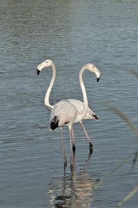 View of birds in lake