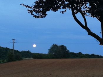 Low angle view of trees on field against sky