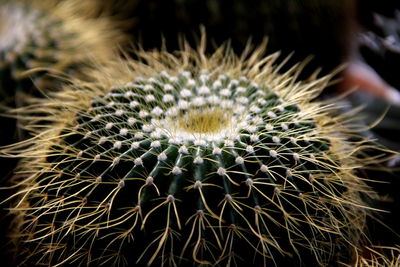 Close-up of cactus flower