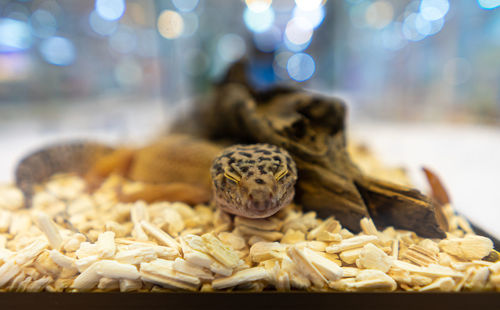 Close-up of crab