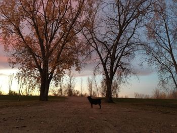 Silhouette dog on landscape against sky during sunset
