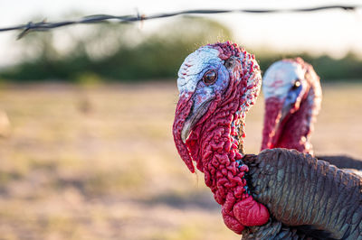 Close-up of a bird