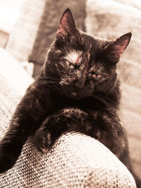 Close-up portrait of cat relaxing at home