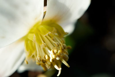 Close-up of white flowering plant