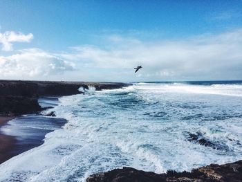 Bird flying over sea