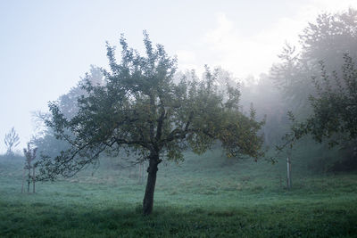 Trees on field against sky