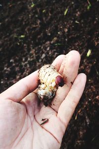 Close-up of hand holding leaf