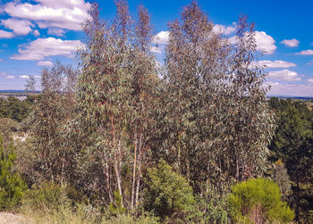 Plants growing on land against sky