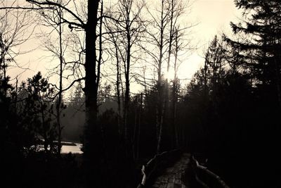 Panoramic view of trees on landscape against sky