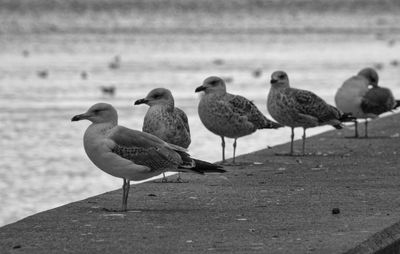 Flock of birds on beach