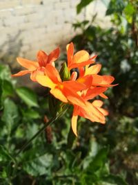 Close-up of orange flowering plant