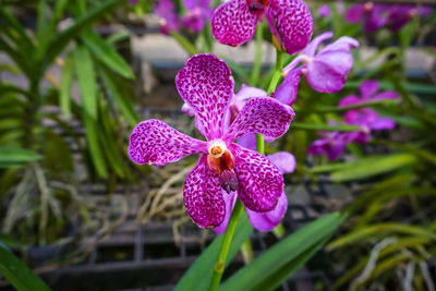 Close-up of pink flowering plant