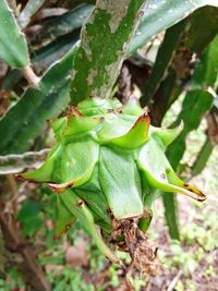 Close-up of fresh green leaves on plant