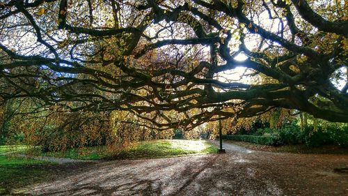 Footpath amidst trees