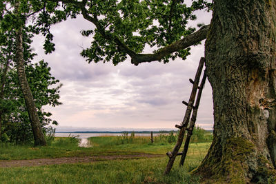 Trees on field against sky