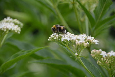 Close-up of bee pollinating on white flower