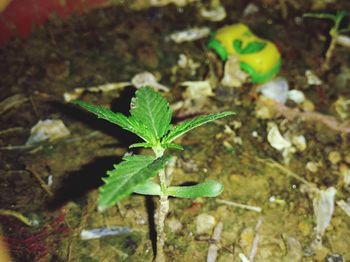 High angle view of green plant