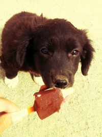 Puppy looking away