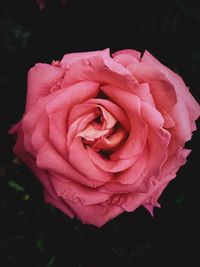 Close-up of pink rose