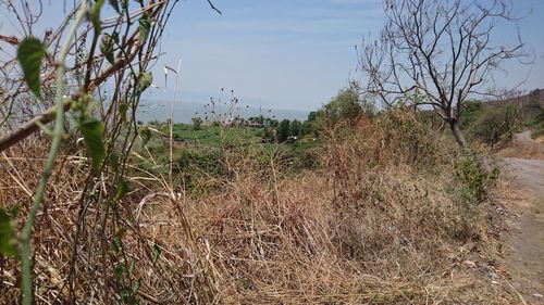 Plants on landscape against sky