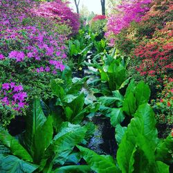 Close-up of purple flowering plants on field