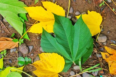 High angle view of yellow leaves on plant during autumn