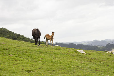 Horses in the pasture on the mountain 