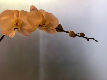 Close-up of hand holding flowering plant
