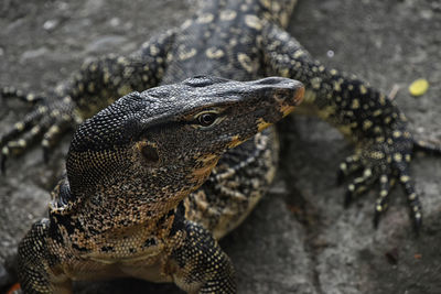 Close-up of monitor lizard on rock