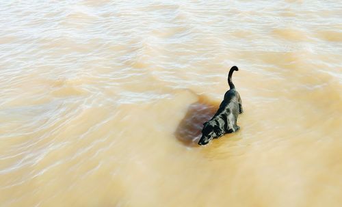 Bird in lake