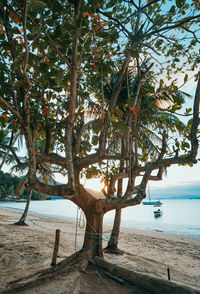 Trees by sea against sky