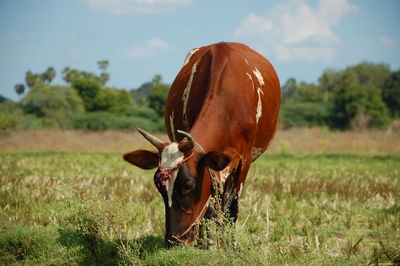 Horse on grass against sky