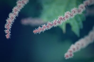 Close-up of snow on plant against sky