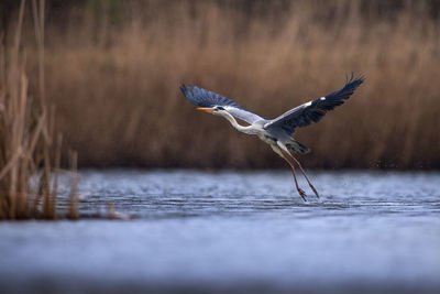 Blue heron ardea cinerea take off flying from lake grey heron in natural habitat