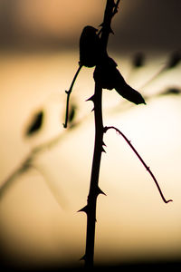 Close-up of silhouette leaf at sunset