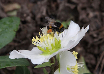 Close-up of bee on white flower