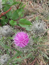 Close-up of purple thistle flowers on field