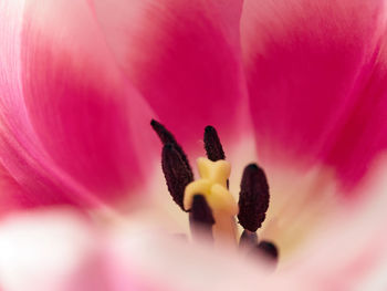 Close-up of pink flower